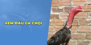 Xem đầu gà chọi