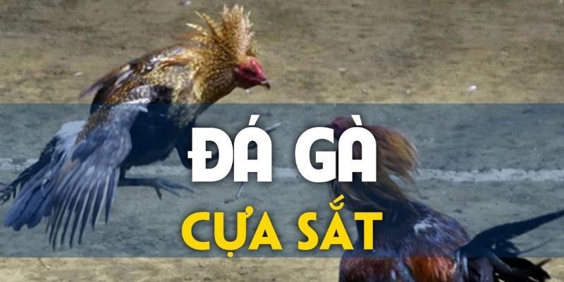 Đá Gà cựa sắt win55 gây cấn, ly kỳ